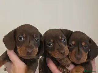 Miniature Dachshund dogs Miniature dachshund pups - Advert 4