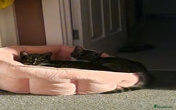 Ragdoll cats for sale: 2 ragdoll x british shorthair kittens  - Image 9