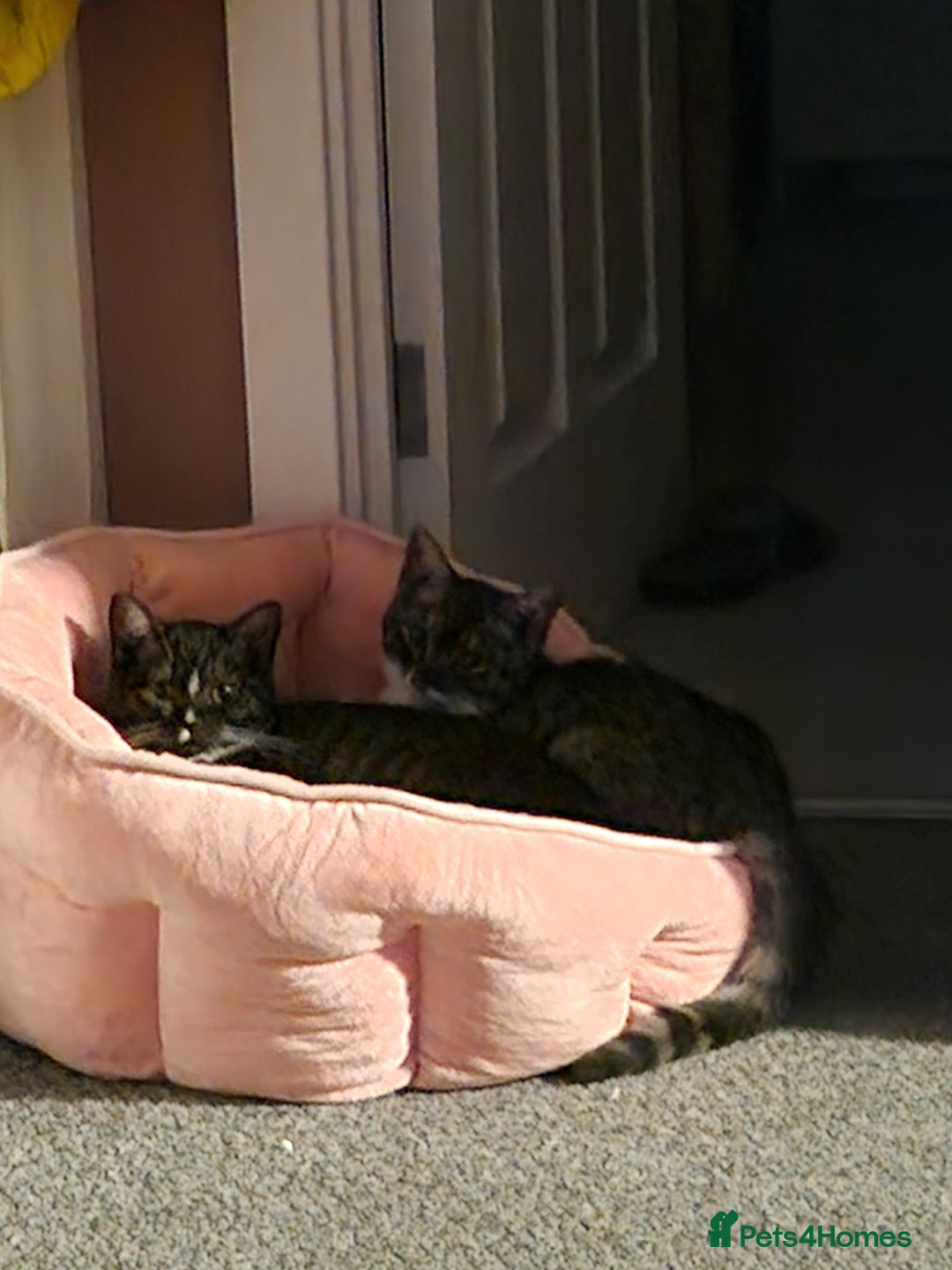 Ragdoll cats for sale: 2 ragdoll x british shorthair kittens  - Image 9