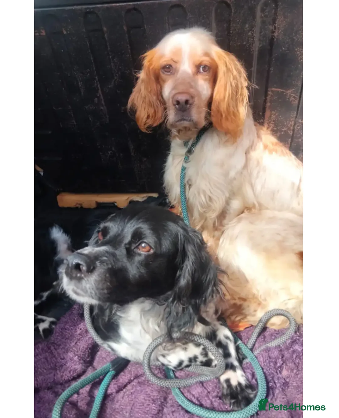 English Setter dogs for adoption: Sky   in Woolacombe - Advert 10