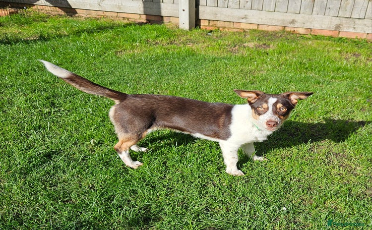 Mixed Breed dogs - Advert 4