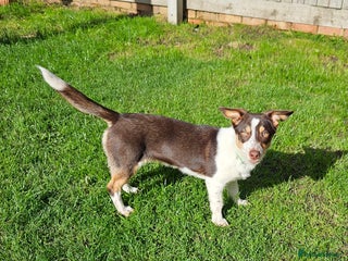 Mixed Breed dogs - Advert 3