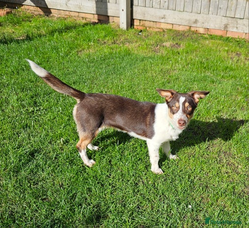 Mixed Breed dogs - Advert 2