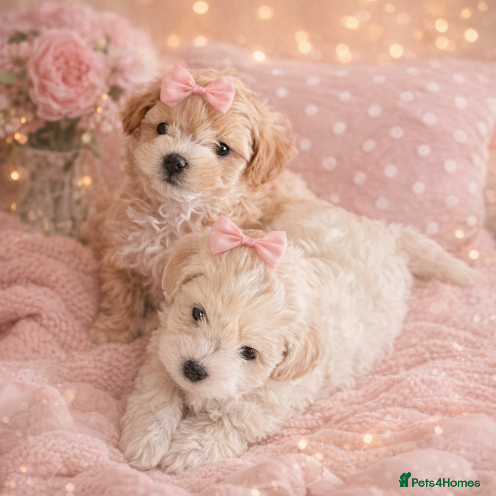 Maltipoo dogs Exceptional Genuine Maltipoo Puppies  - Advert 13