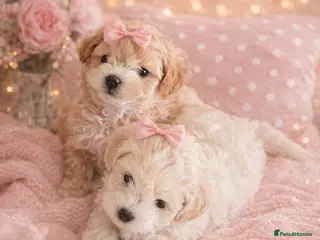 Maltipoo dogs Exceptional Genuine Maltipoo Puppies - Advert 13