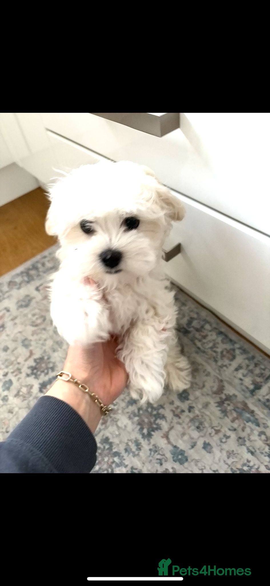 Maltese dogs Maltese puppy - Advert 12