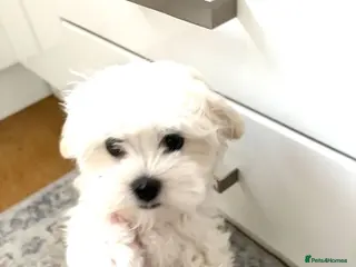 Maltese dogs Maltese puppy - Advert 13