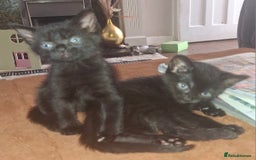 British Shorthair cats for sale: Pair of Female kittens black fluffy very friendly - Image 1
