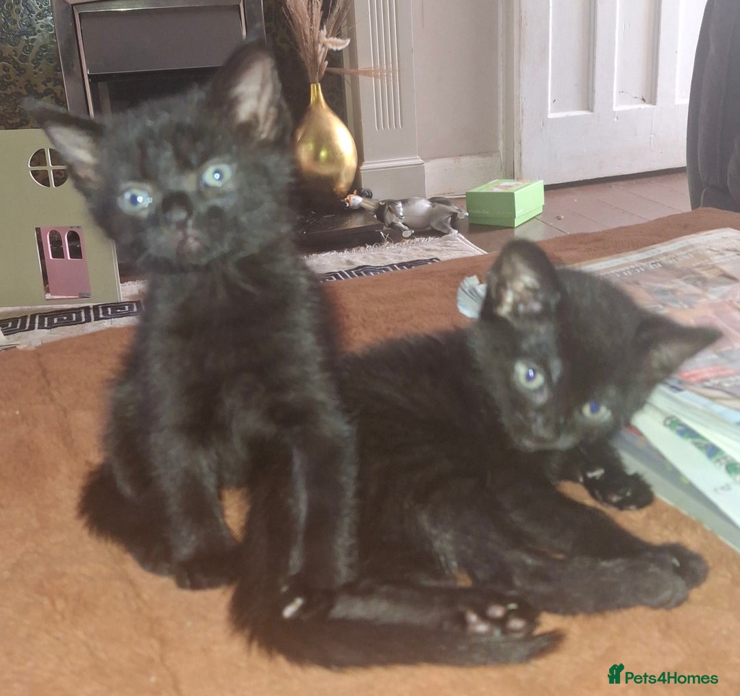 British Shorthair cats for sale: Pair of Female kittens black fluffy very friendly - Image 1