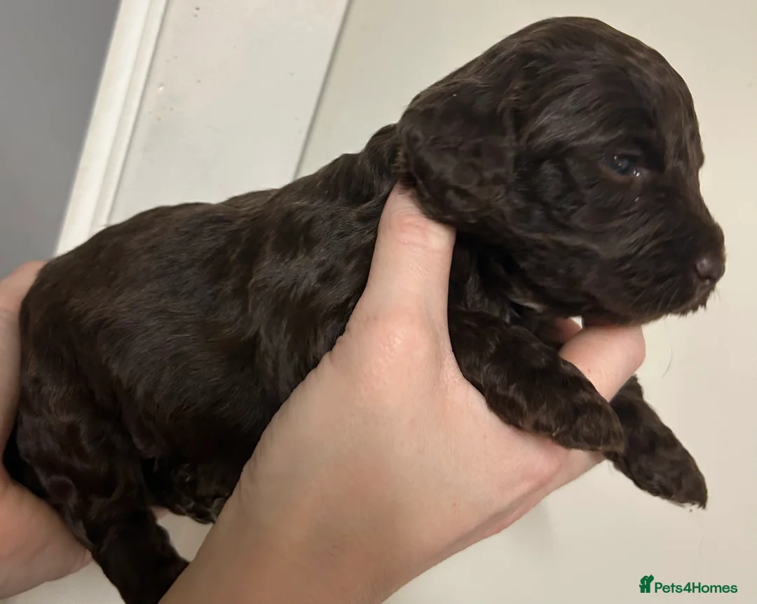 Cockapoo dogs for sale: Beautiful F2 Cockapoo puppies 🏡🐶  - Advert 33