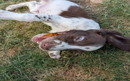 English Springer Spaniel dogs for sale: 2025 FTCH ROSEBAY BLUE,WELL MARKED LITTER ESS PUPS - Image 7