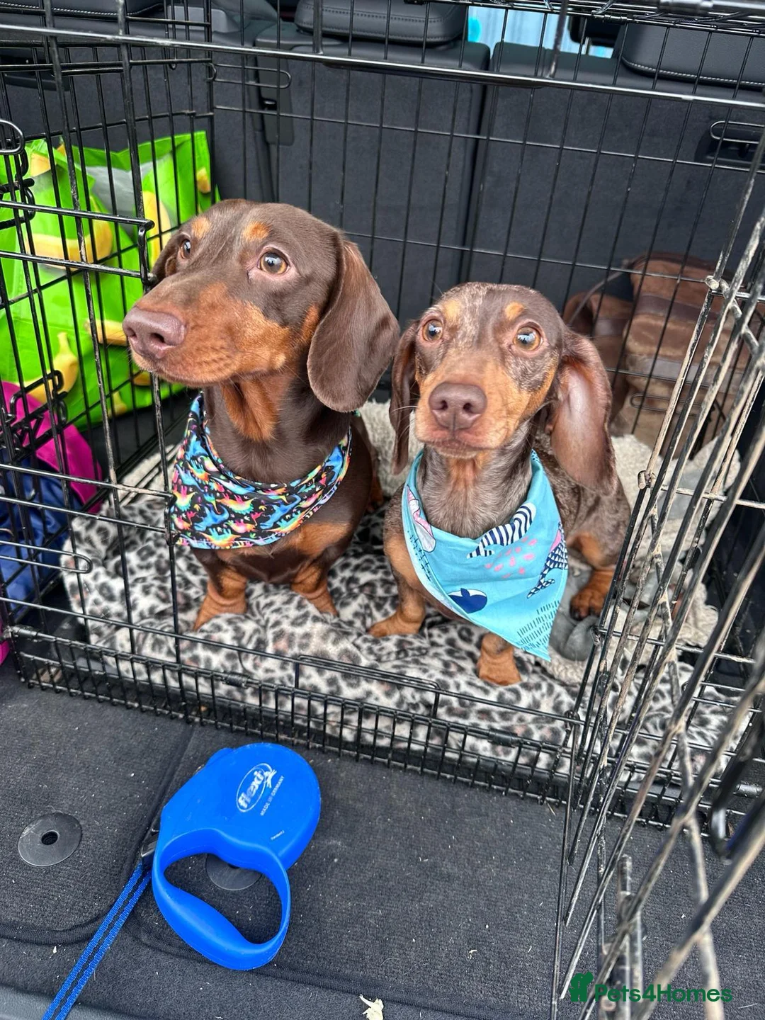 Miniature Dachshund dogs for sale: 🐾 Adorable Dachshund Puppies - 3 Boys Left - Advert 2