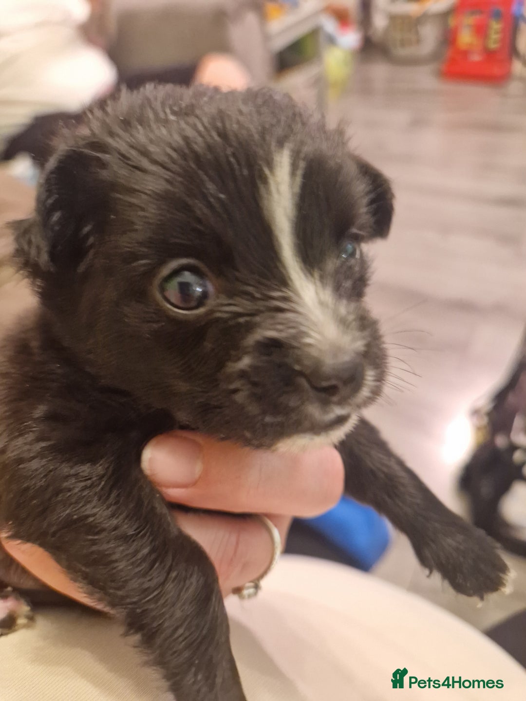 Mixed Breed dogs for sale: Jackchi - Advert 14