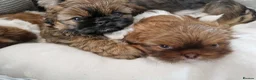 Shih Tzu dogs for sale: Shih tzu puppies looking for their forever home. in Leeds - Advert 17