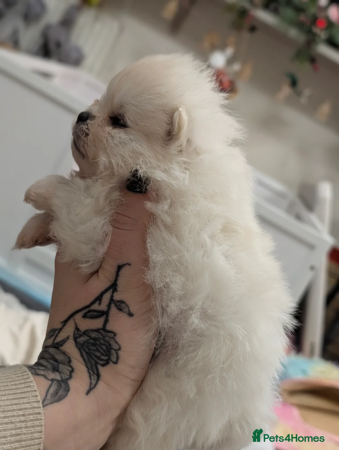 Pomeranian dogs for sale: Beautiful tiny Pomeranian girls  ONE LEFT  - Advert 5