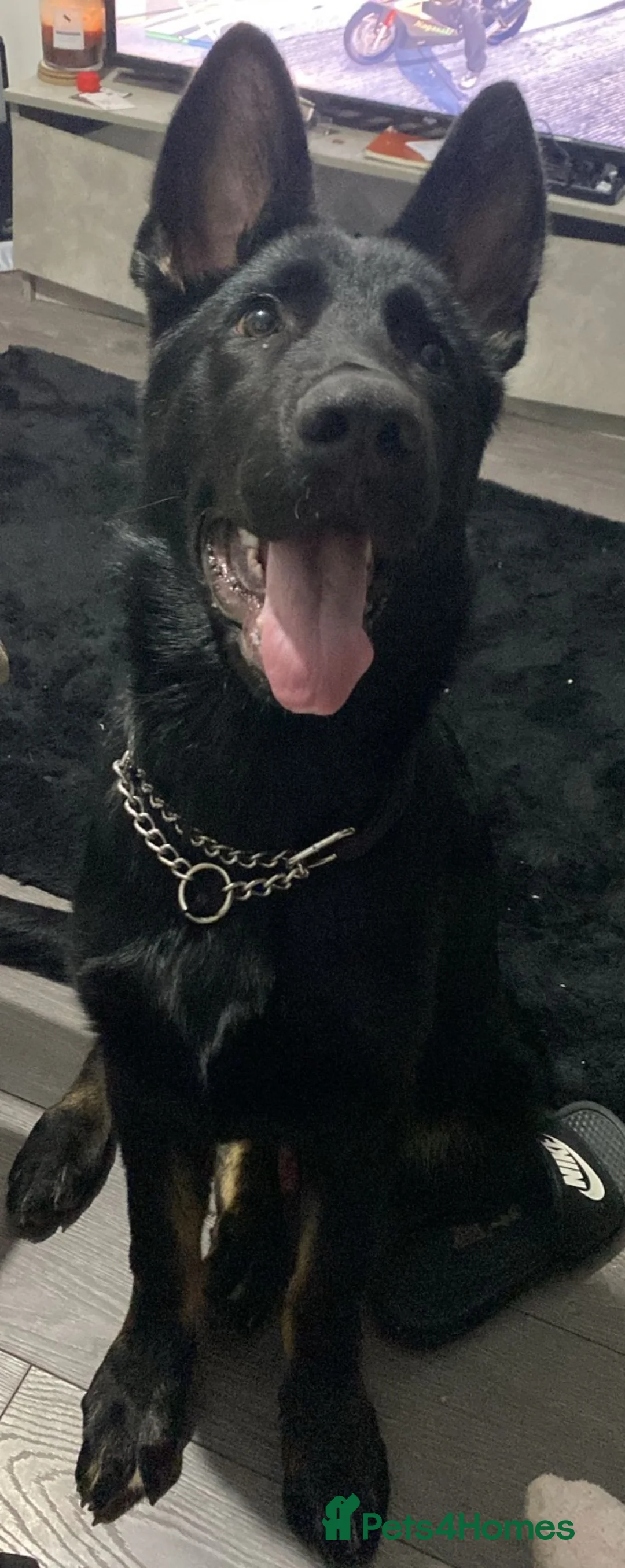 German Shepherd dogs for sale: Male German Shepard  - Advert 2