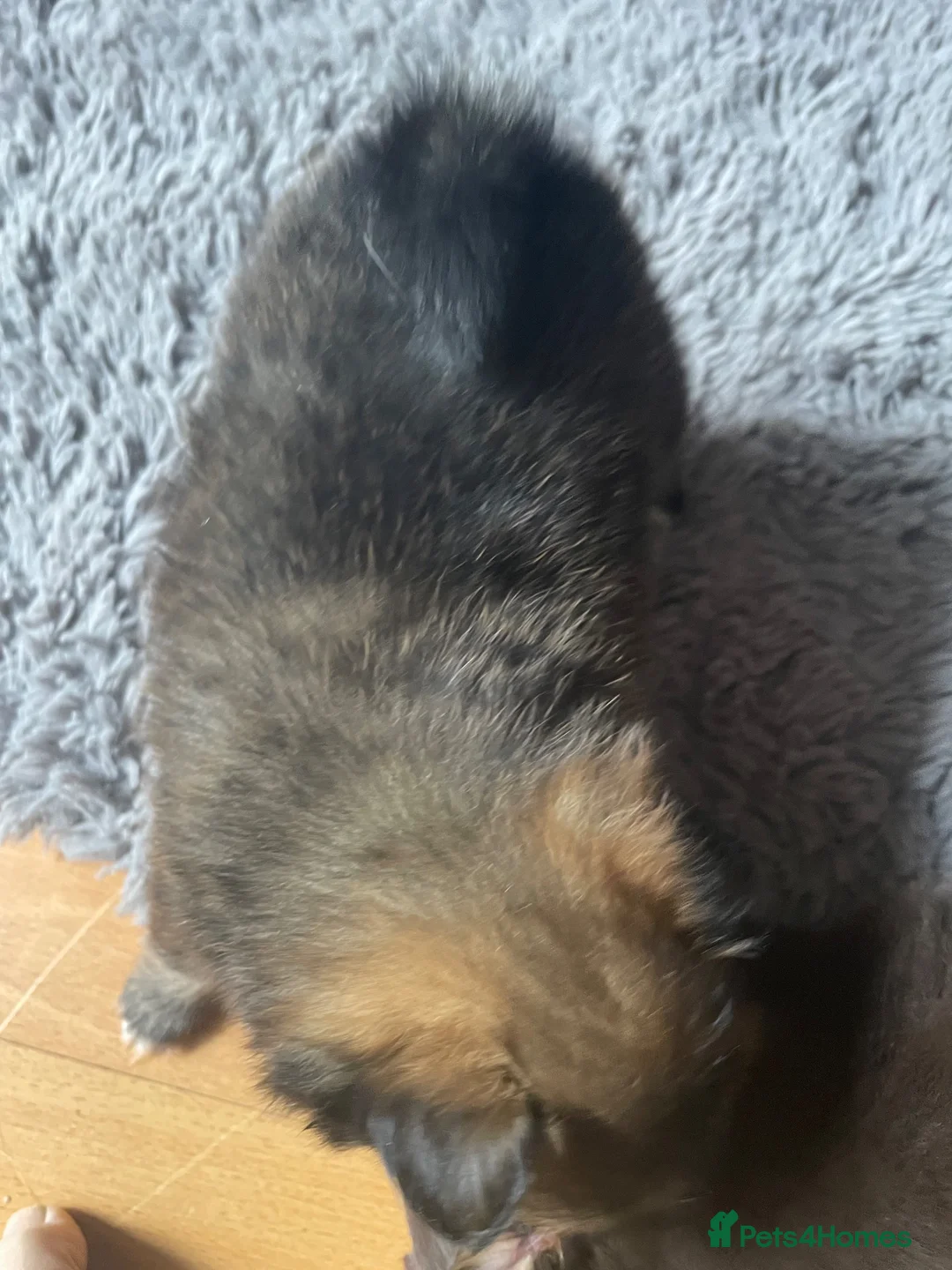 Pomchi dogs for sale: Pomeranian x pups  in Camberley - Advert 15