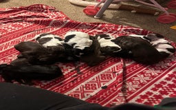 Mixed Breed dogs for sale: Sprockerdor puppies for sale  - Advert 4