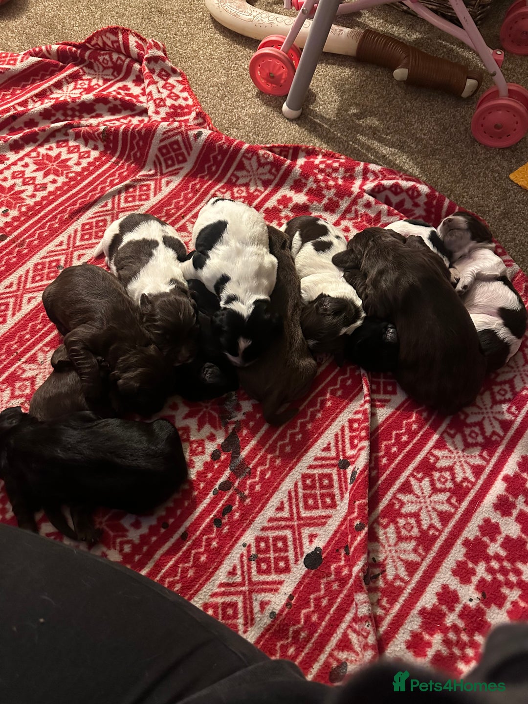 Mixed Breed dogs for sale: Sprockerdor puppies for sale  - Advert 4