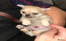 Pomchi dogs for sale: Pomchi puppies - Advert 3