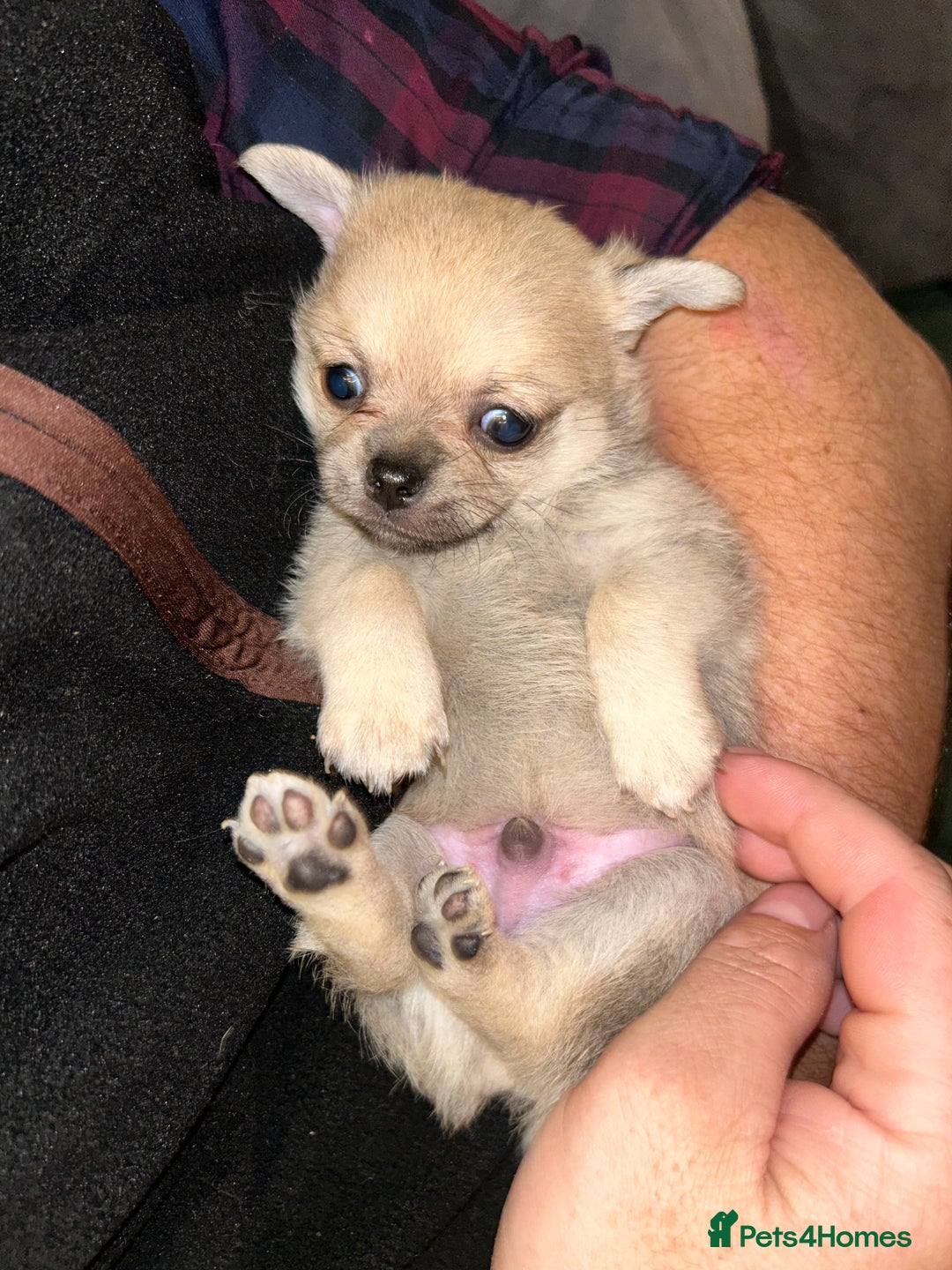 Pomchi dogs for sale: Pomchi puppies - Advert 3
