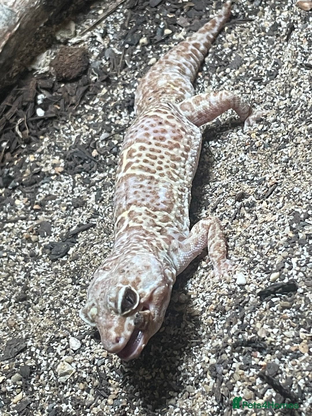 Leopard Gecko reptiles for sale: Leopard gecko couple m/f - Advert 7