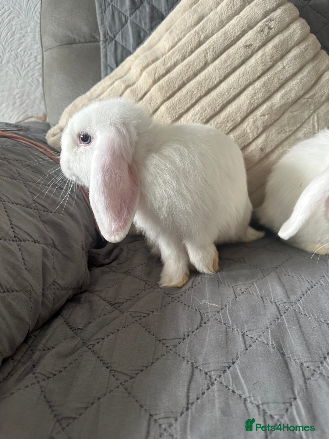 Mini Lop rabbits for sale: BEW Mini Lop Bucks for sale.  - Image 3