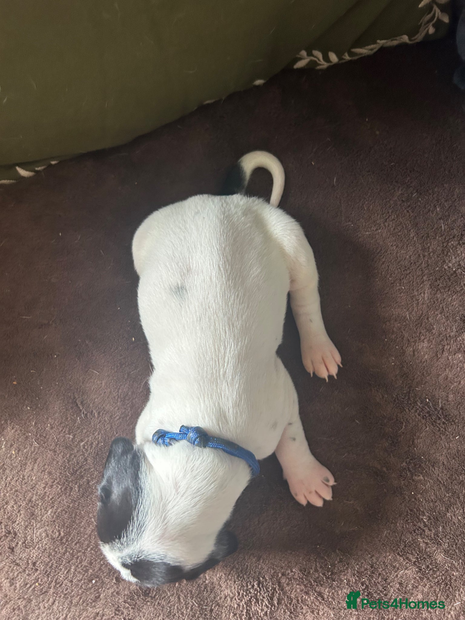 Pointer dogs for sale: KC English Pointer Puppies - Advert 28