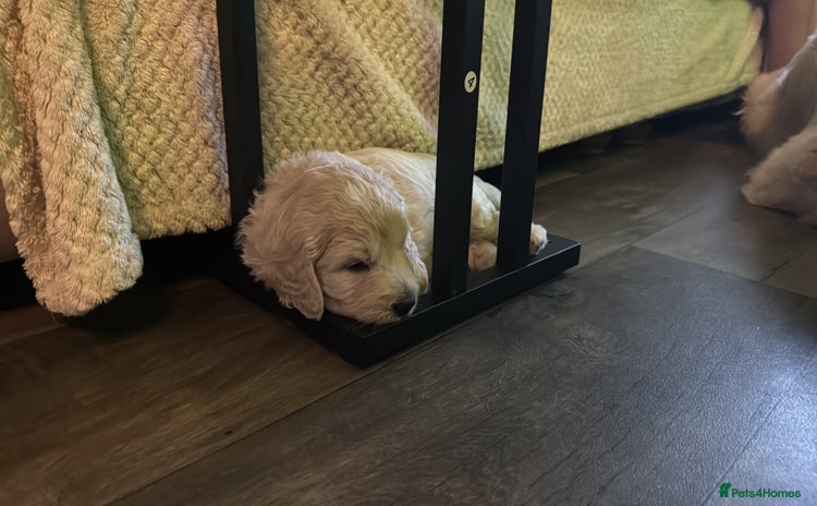 Mini Goldendoodle dogs - Advert 4