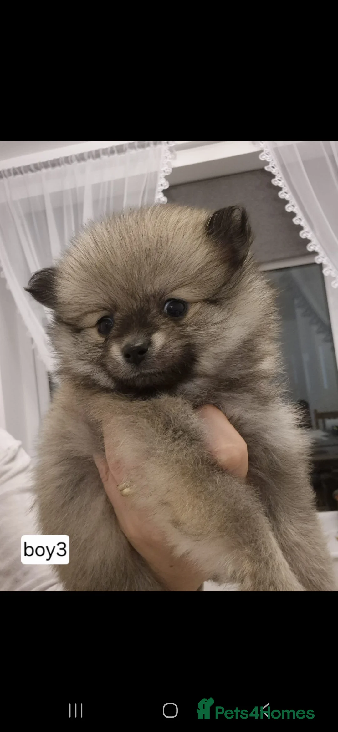 Pomeranian dogs for sale: Puppy pomeranian - Advert 11