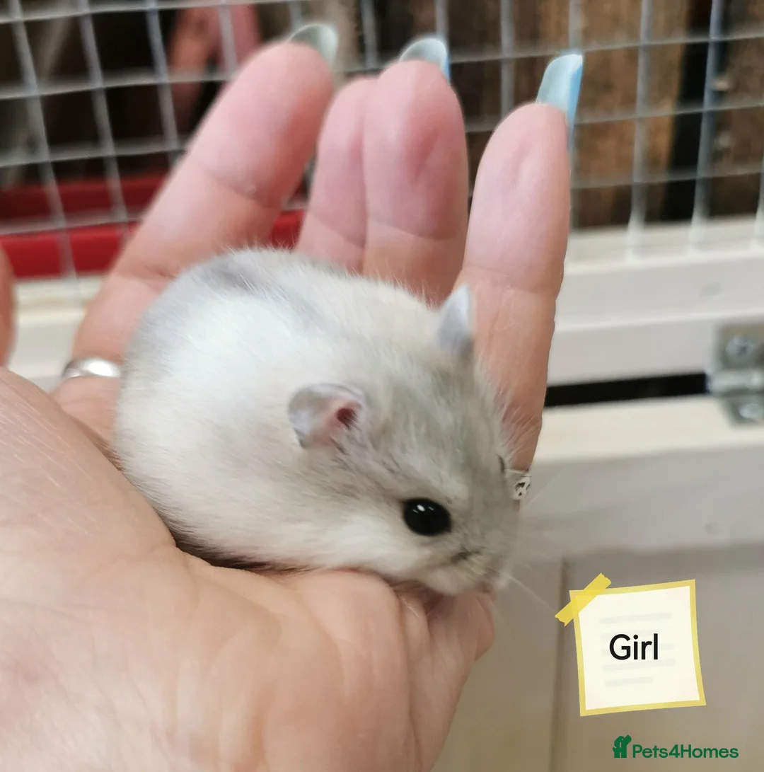 Hamster rodents for sale: Baby Winter white dwarf hamsters  - Advert 2