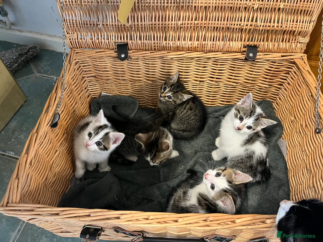 British Shorthair cats for sale: 8 week old kittens  - Advert 1