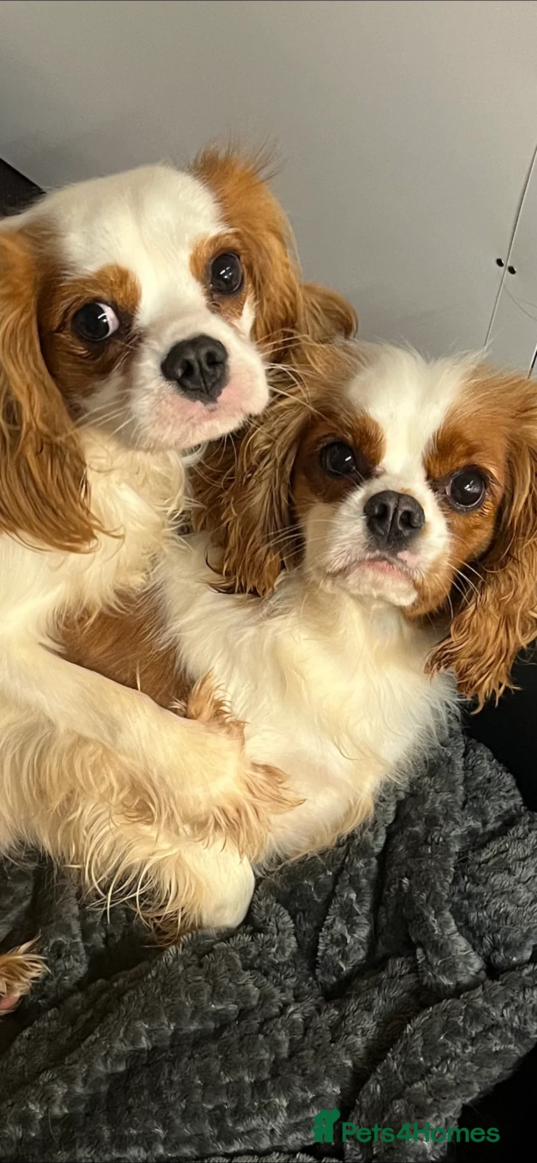 Cavalier King Charles Spaniel dogs for sale: Stunning cavalier King Charles puppies  - Advert 13