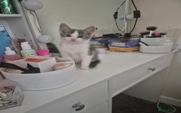 Mixed Breed cats for sale: Beautiful kittens ready - Image 6
