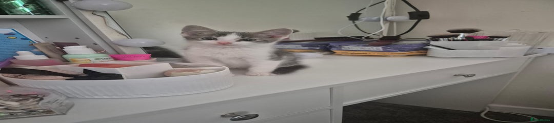 Mixed Breed Kitten 3
