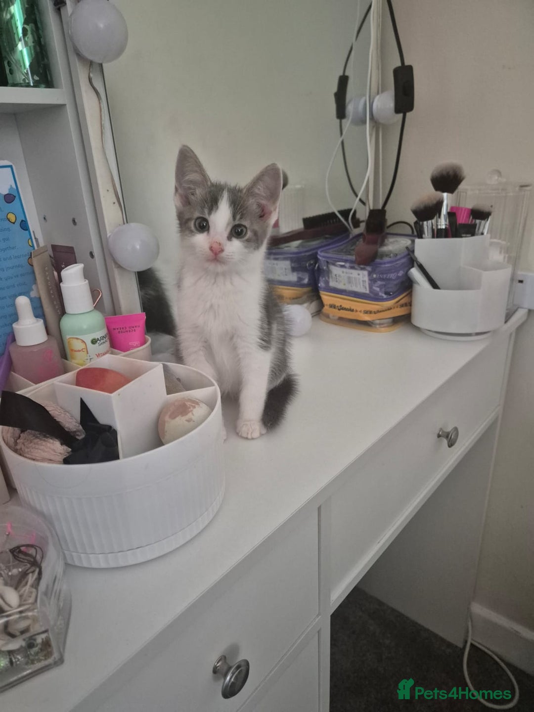 Mixed Breed cats for sale: Beautiful kittens ready - Image 6