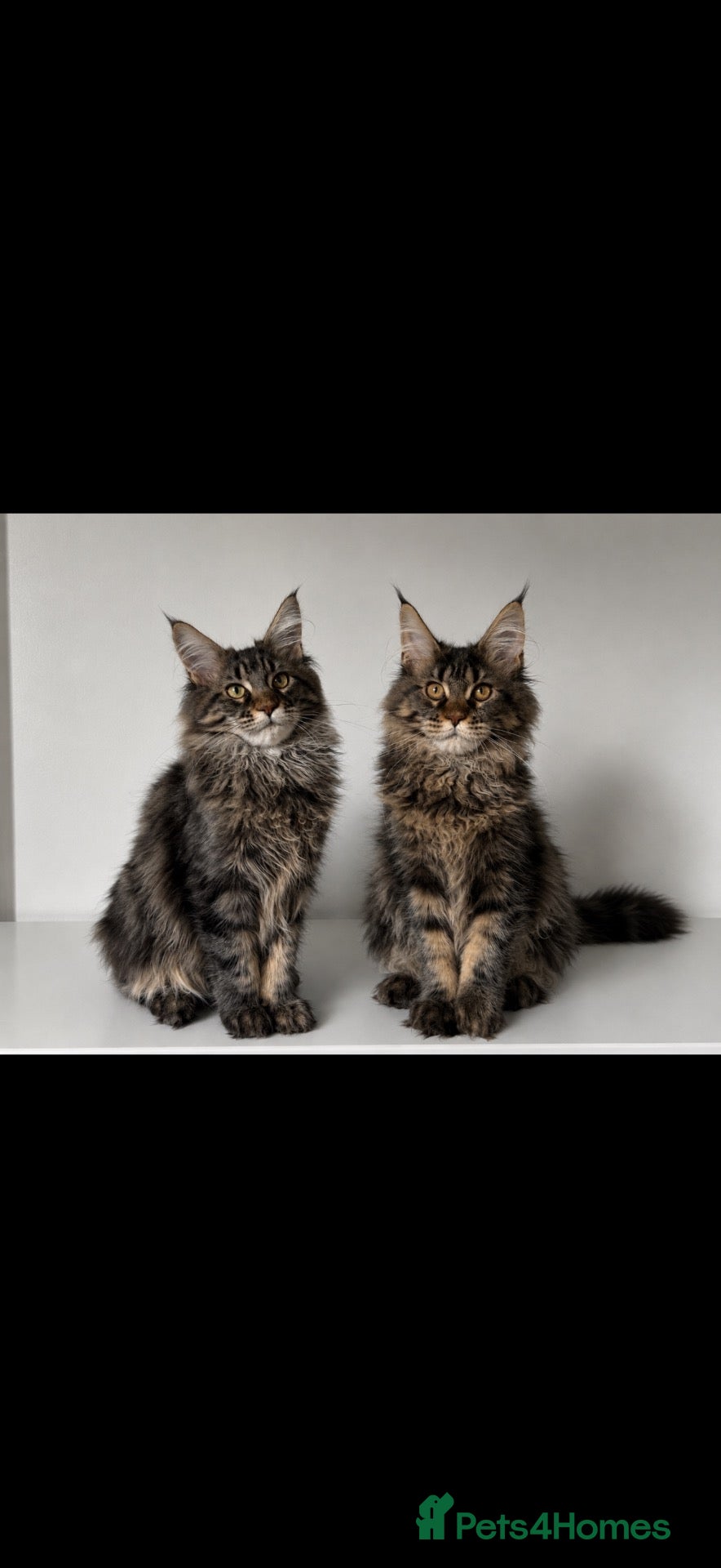 Maine Coon cats CHAMPION BLOODLINE KITTENS ❤️ - Advert 1