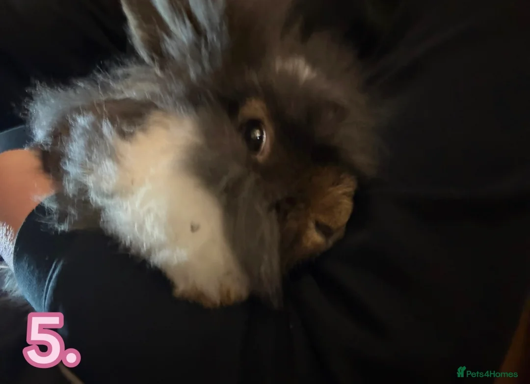 Lionhead rabbits for sale: Lionheads - Advert 11