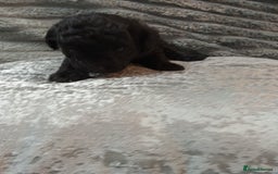 Jackapoo dogs for sale: Beautiful Jackapoos puppies - Advert 24