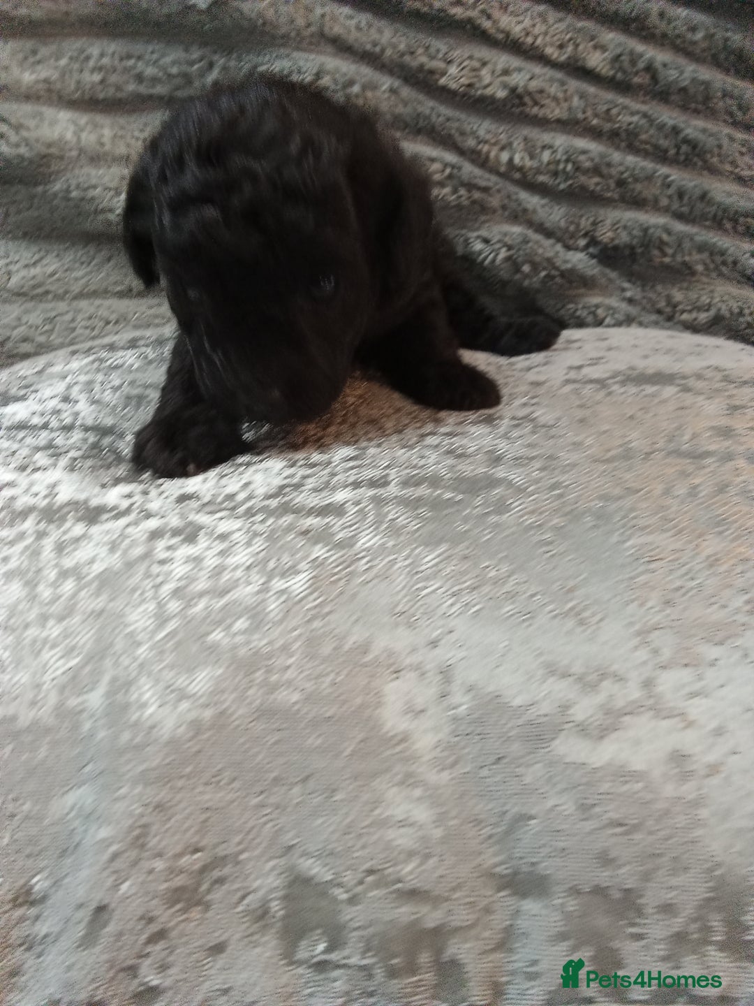 Jackapoo dogs for sale: Beautiful Jackapoos puppies - Advert 24