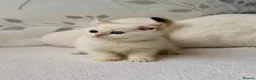 British Shorthair cats for sale: 🐾Golden British Shorthair Kittens🐾 - Advert 23