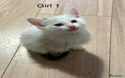 Ragdoll cats for sale: Ragdoll cross siamese kittens  - Image 12