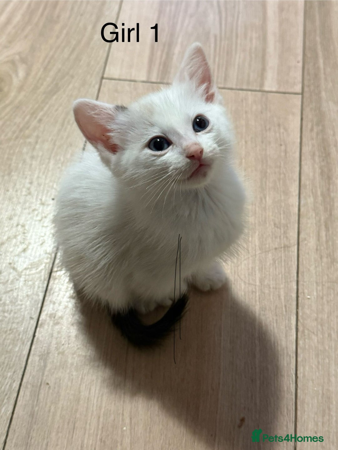 Ragdoll cats for sale: Ragdoll cross siamese kittens  - Image 12