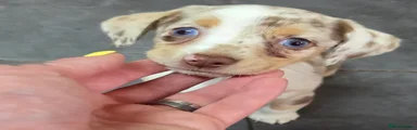 Chiweenie 3