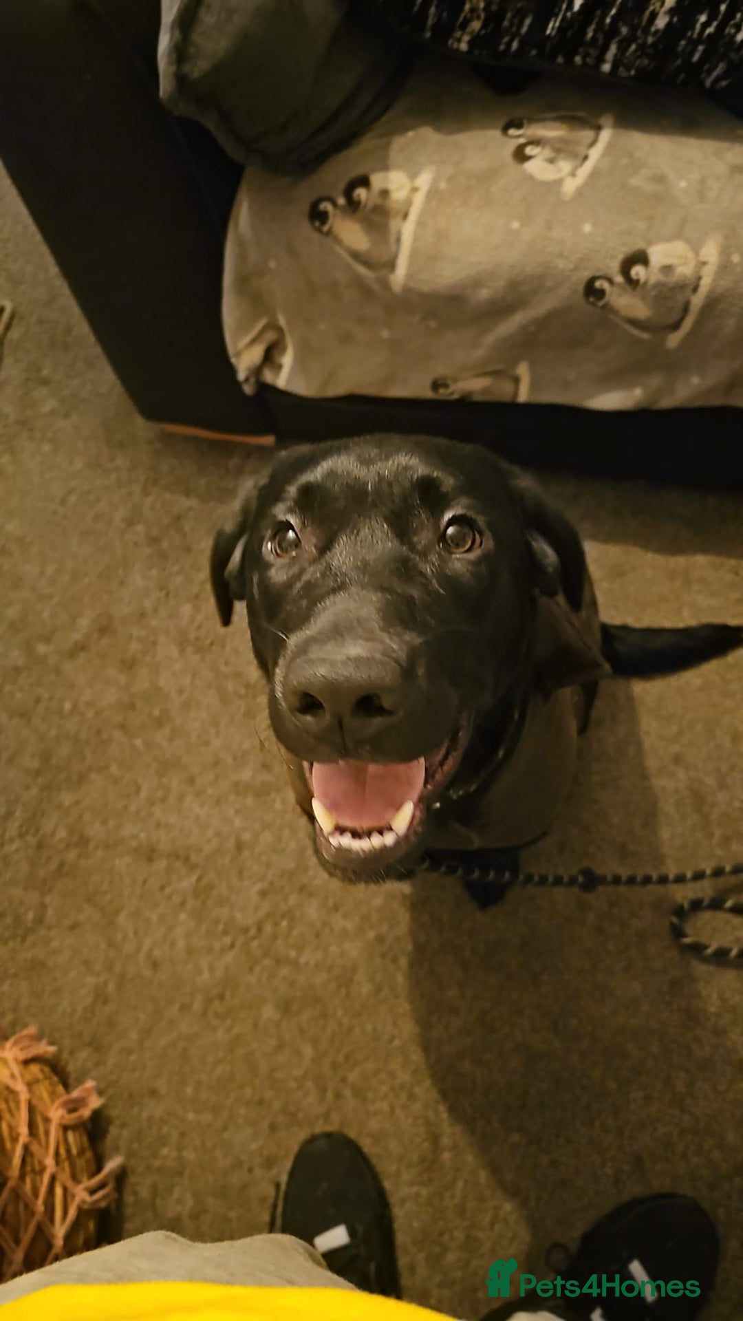 Labrador Retriever dogs for stud: KC Registered working Lab Stud – Proven – Smokie - Advert 2