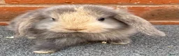 Mini Lop rabbits for sale: STUNNING PURE BREED MINI LOPS AMAZING COLOURS - Advert 3