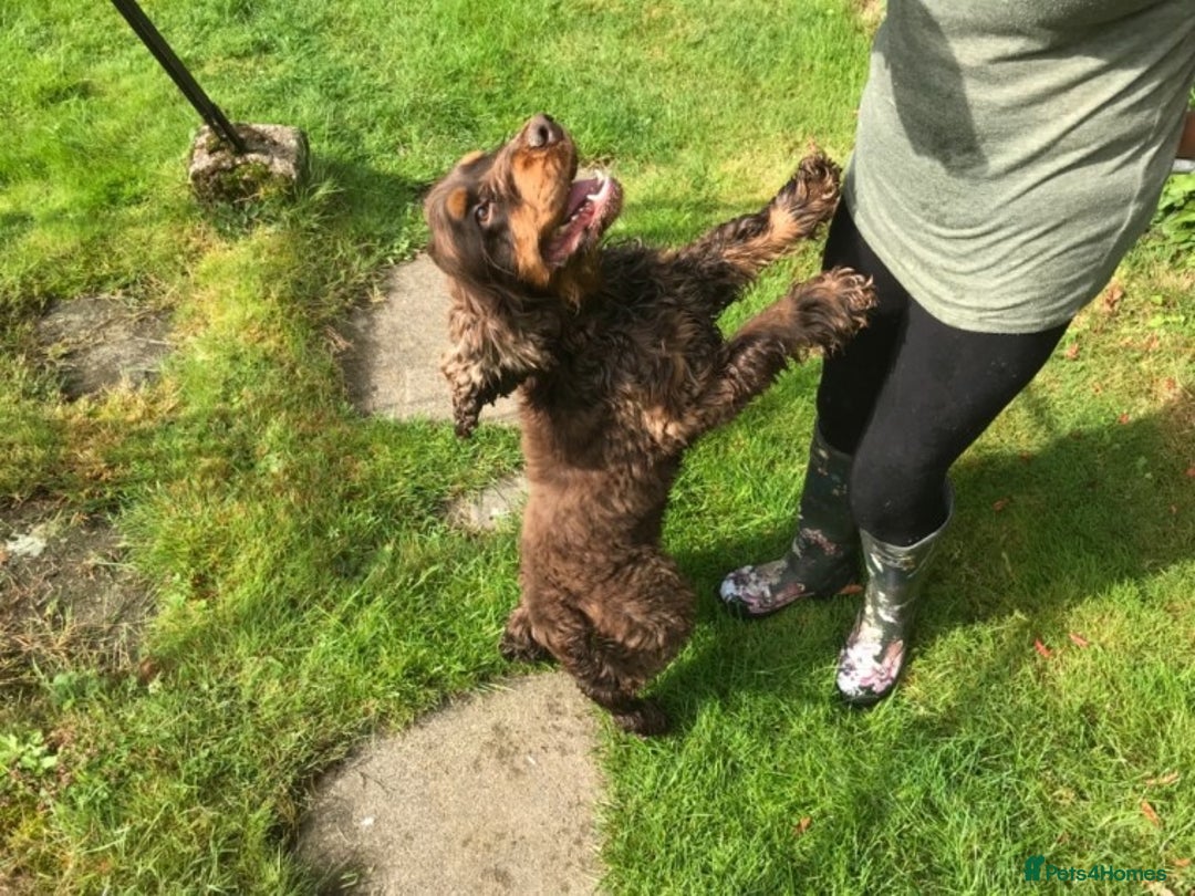 Cocker Spaniel dogs for stud: Health tested show cocker STUD in Ashbourne - Advert 5