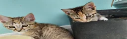 Mixed Breed cats for sale: 🐱 3 Beautiful Friendly Tabby Kittens in Milton Keynes - Advert 19