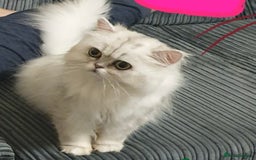 British Shorthair cats for sale: Gorgeous chunky Persian X British short hair - Image 4