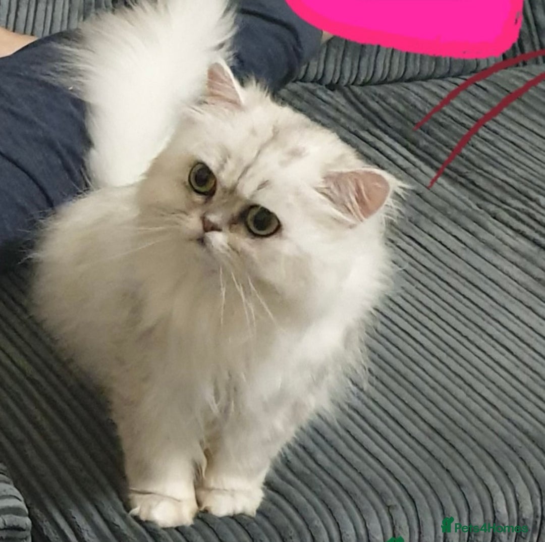 British Shorthair cats for sale: Gorgeous chunky Persian X British short hair - Image 4
